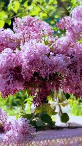 Check spelling or type a new query. Beautiful Lilac Flowers Bouquet Vase Table 640x1136 Iphone 5 5s 5c Se Wallpaper Background Picture Image