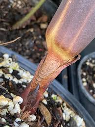 Image result for Droogmansia