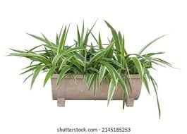 Image result for Chlorophytum pubiflorum