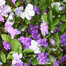Check spelling or type a new query. Brunfelsia Pauciflora 9cm Yesterday Today Tomorrow Plant Buy Online In Japan At Desertcart Jp Productid 80534651
