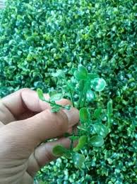 Selamat datang kembali di video saya. Jual Rumput Plastik Rumput Rumput Hiasan Rumput Sintetis Konstruksi Dan Taman 801449955