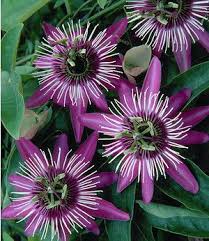 Winterharte Passionsblume Ladybirds Dream 1 Pflanze 2 Passionsblume Winterharte Pflanzen Garten Und Winterharte Kletterpflanzen