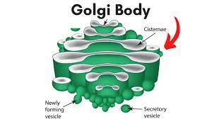 Golgi Body Location And Function Body Middle School Science Function