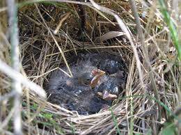 How long does a bird have to sit on her eggs before they hatch? Birds And Nesting