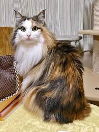 Tortoiseshell Self Bicolour In 2020 Pretty Cats Norwegian Forest Cat Cute Cats And Kittens