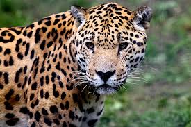 However, the jaguar is larger and sturdier. Jaguar Conservation Is About More Than Just Habitat Connections Faunalytics