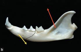 Chacune des deux parties qui forment fracasser les mandibules. Les Fractures De La Machoire Chez Le Chat Vetopedia