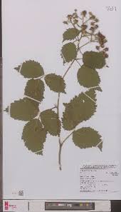 Image result for Rubus steudneri