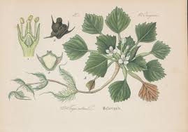 Image result for Trapa natans