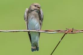 Image result for Wahlenbergia paludicola