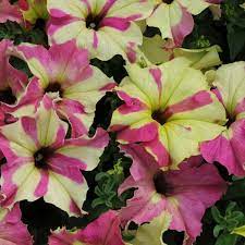 Ape Lime Sophistica Petunia Seedsoutrageously Etsy Petunias Flowers Annual Plants