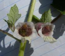 Image result for Ceratotheca sesamoides