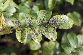 However, it only works when the plant absorbs it, and its. Will Roundup Kill Trees The Fact What You Need To Know