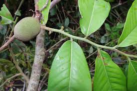 Image result for Hexalobus