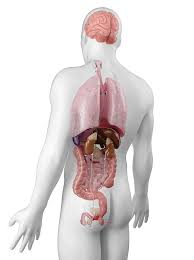 This image is a derivative work of the following images: Male Anatomy Artwork By Sciepro