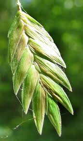 It's one of the best ornamental grasses for partial shade, although it grows well in full sun, too. Chasmanthium Wikipedia
