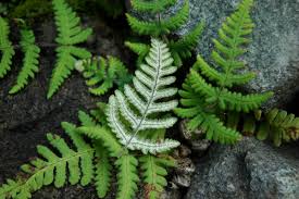 Image result for Aleuritopteris