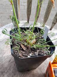 Image result for Albuca sp. no. 1