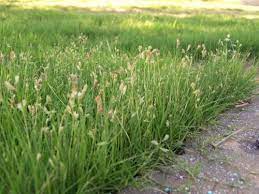 Planting A Buffalograss Lawn Best Grass Seed Lawn Buffalo Grass Seed Meadow Garden