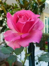 Las rosas son también una de las más populares flores para usar en la decoración de bodas. Imagenes De Rosas Bonitas Originales Con Frases Para Dibujar Y Colorear Todo Imagenes