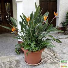 Retrouvez ici le détail de la procédure pour toutes les banques et pour tout type de virement. Oiseau De Paradis Culture Soins Maladies Jardipartage