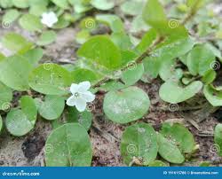 Image result for Evolvulus nummularius