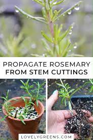How To Propagate Rosemary From Stem Cuttings Lovely Greens Video Video Propagate Rosemary Plants Rosemary Plant