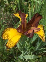 Pin By Martin F On Plants In My Garden Mostly Iris Gods And Goddesses Garden