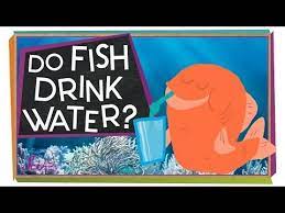 do fish drink water youtube water lessons drinking water kindergarten science