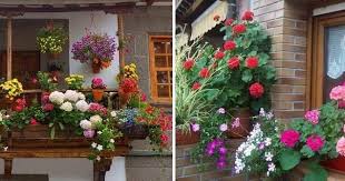 Decoracion plantas, jardines colgantes, balcon. Plantas Colgantes De Exterior Para Vergeles En Balcones Y Ventanas Plantas Colgantes Plantas Decoracion Plantas