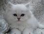 Golden Persian kittens for sale - CHRISTYPAW PERSIANS