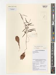 Image result for Talinum crispatulum