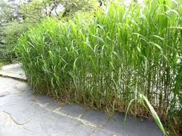 We did not find results for: Baumschule Eggert Blutenstraucher Baumschulen Heckenpflanzen Chinaschilf Aksel Olsen Miscanthus Giganteus Aksel Olsen In Unserem Online Shop Gunstig Bestellen