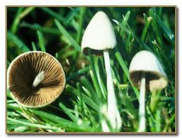 Image result for Conocybe lactea