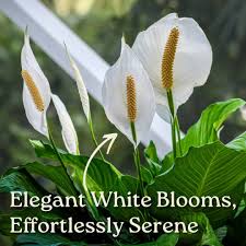 Image result for Spathiphyllum