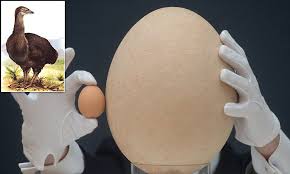 Bird Eggs For Sale Uk That S A Cracking Big Breakfast Elephant Bird Egg One Hundred Times Bigger Than A Hen S Egg Goes On Sale And It S Yours For 30 000 Bird Eggs Elephant Bird