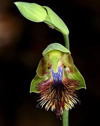Image result for Bulbophyllum scaberulum