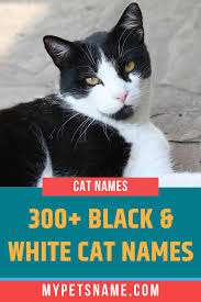 Black And White Names For Cats Although Not Very Rare Black And White Markings On A Cat S Coat Are Among The Cutest And The Most Handsome Coat Combinations We Ve S In 2020 Cat Names White Cat Cats
