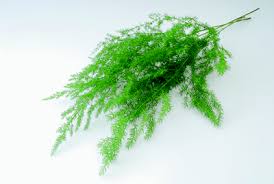 これを知れば グリーンの扱いがうまくなる 葉物の水揚げ 管理のコツ Greensnap グリーンスナップ