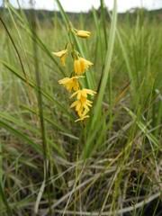 Image result for Orthochilus milnei