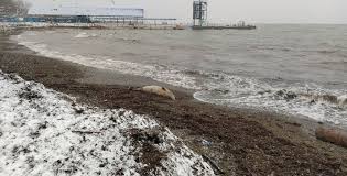 Отдых на черном море, на азовском море, на юге россии и в крыму в 2021 году. Posle Shtorma Plyazh Anapy Zavalilo Myortvymi Pticami I Delfinami News Ru 14 02 21