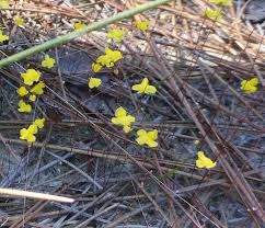Image result for Utricularia sp.no.1