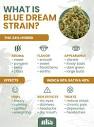 Blue Dream Strain: Weed Strain Info