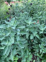 Image result for Dicliptera transvaalensis