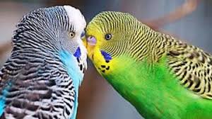 Papagan Veterineri Oz Vet Veteriner Hizmette 26 Yil Posts Facebook