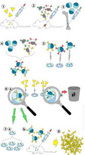 Monoclonal antibodies can have monovalent affinity, binding only to the same epitope (the part of an antigen that is recognized by the antibody). Hybridoma Technology Wikipedia