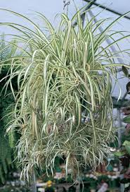 Spider Plant Chlorophytum Comosum Height Cascading Flowers Small White Flowers May Appear At End Of Runners Fo Hanging Plants Indoor Plants Spider Plants