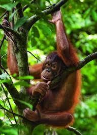 Sepilok Orangutan Rehabilitation Center Sabah Borneo Malaysia Borneo Borneo Orangutan Borneo Travel