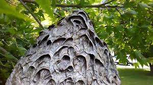 Check spelling or type a new query. Huge Baldfaced Hornet Nest Removal Structural Yellowjacket Nests Removed Youtube