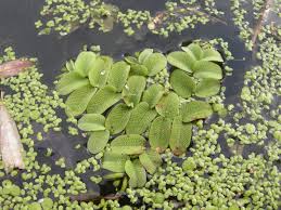 Image result for Salvinia hastata